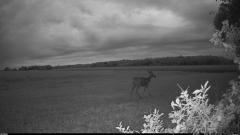 CY95