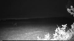 CY95