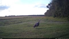 CY95