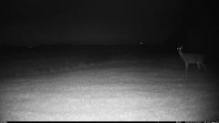CY95