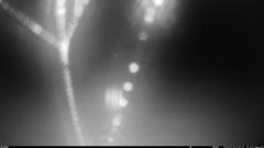 CY95