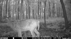 CY95