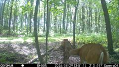 CY95