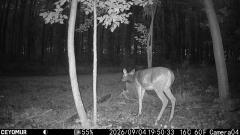 CY95