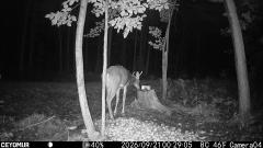 CY95
