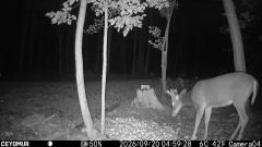 CY95