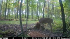 CY95