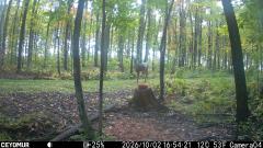 CY95
