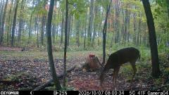 CY95