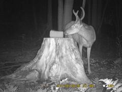 MIDDLE DETECTION