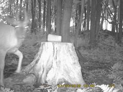 MIDDLE DETECTION