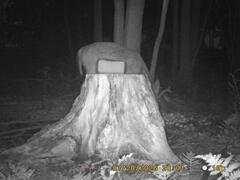 MIDDLE DETECTION