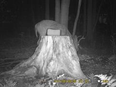 MIDDLE DETECTION