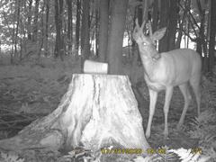 MIDDLE DETECTION