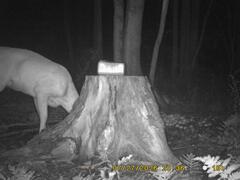 MIDDLE DETECTION