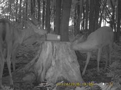 MIDDLE DETECTION