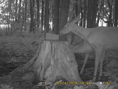 MIDDLE DETECTION