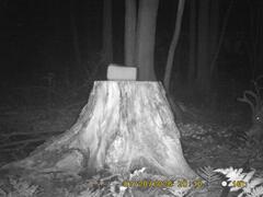 MIDDLE DETECTION
