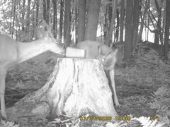 MIDDLE DETECTION