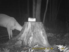 MIDDLE DETECTION