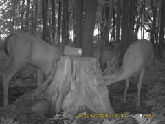 MIDDLE DETECTION