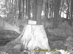 SIDE DETECTION