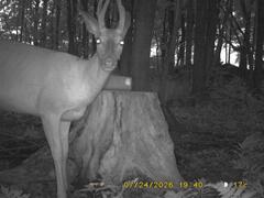 MIDDLE DETECTION