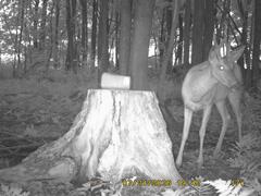MIDDLE DETECTION