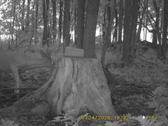 MIDDLE DETECTION