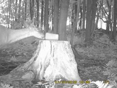 MIDDLE DETECTION