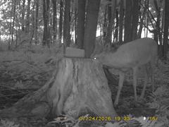 MIDDLE DETECTION