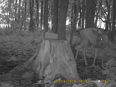 MIDDLE DETECTION