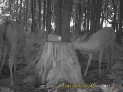 MIDDLE DETECTION