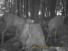 MIDDLE DETECTION