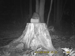 MIDDLE DETECTION