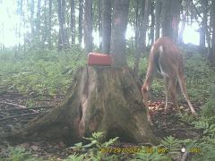 MIDDLE DETECTION