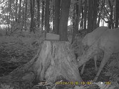 MIDDLE DETECTION