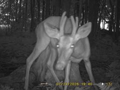 MIDDLE DETECTION