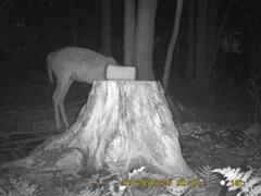 MIDDLE DETECTION