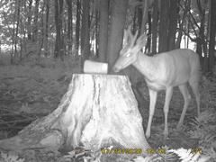 MIDDLE DETECTION
