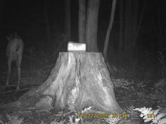 MIDDLE DETECTION