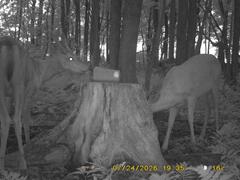 MIDDLE DETECTION