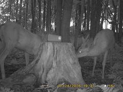 MIDDLE DETECTION