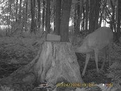 MIDDLE DETECTION