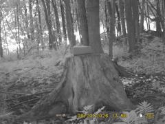 MIDDLE DETECTION