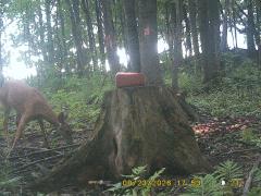 MIDDLE DETECTION