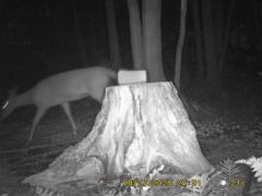 MIDDLE DETECTION