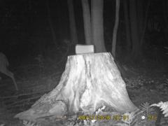 MIDDLE DETECTION