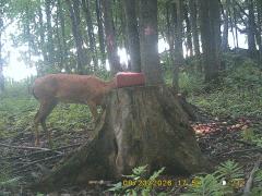MIDDLE DETECTION