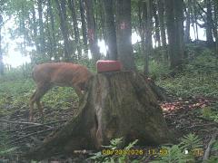 MIDDLE DETECTION